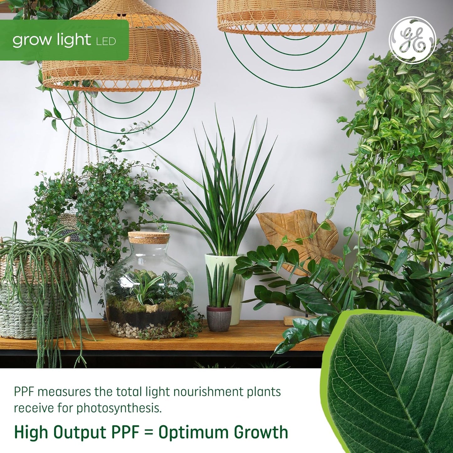 Grow LED Light Bulb for Plants Seeds and Greens with Balanced Light Spectrum, PAR38 Floodlight (1 Pack)